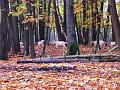 Wandeling van Monke en Judith op 21-10-2012 (56)